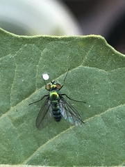 Condylostylus longicornis
