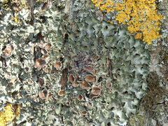 Pleurosticta acetabulum