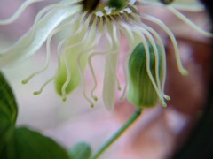 Passiflora affinis