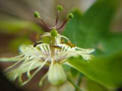 Passiflora affinis