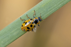 Hippodamia tredecimpunctata