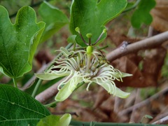 Passiflora affinis