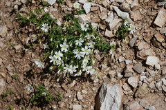 Cerastium alpinum