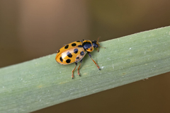 Hippodamia tredecimpunctata