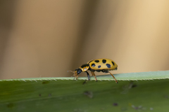 Hippodamia tredecimpunctata