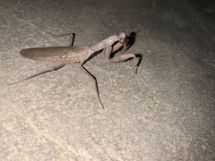 Hierodula transcaucasica