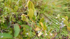 Chamaedaphne calyculata