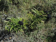 Sambucus ebulus