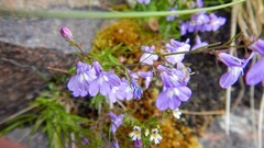 Lobelia kalmii