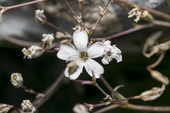 Gypsophila repens