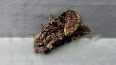 Lacinipolia olivacea