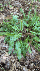 Polystichum acrostichoides