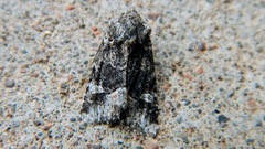 Lacinipolia