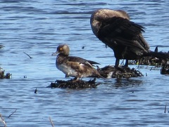 Lophodytes cucullatus
