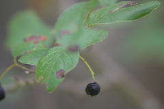 Cotoneaster melanocarpus