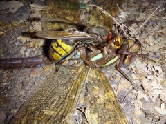 Aeshna grandis