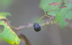Cotoneaster melanocarpus