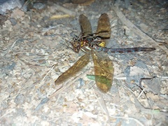 Aeshna grandis