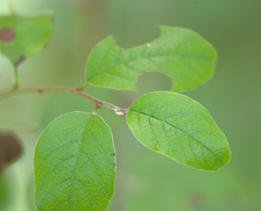 Cotoneaster melanocarpus