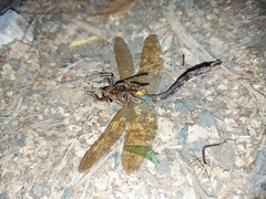 Aeshna grandis