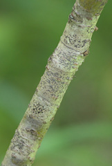Cotoneaster melanocarpus
