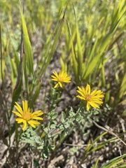 Heterotheca