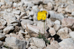 Papaver alpinum