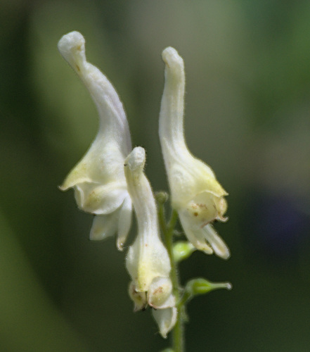 Krylov's yellow monkshood (Aconitum krylovii)