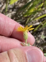 Heterotheca