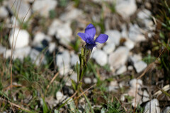 Gentianopsis ciliata