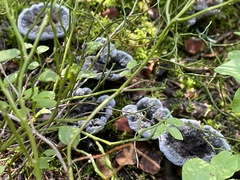 Fungi