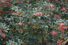 Acer