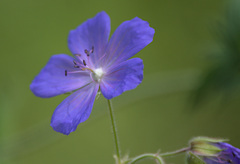 Geranium pratense