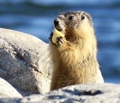 Marmota flaviventris