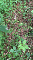 Persicaria virginiana