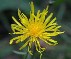 Crepis sibirica