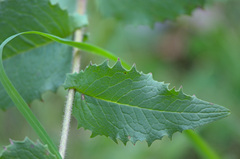 Crepis sibirica