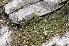 Gypsophila repens