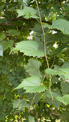 Vitis riparia