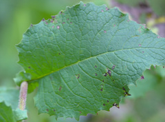 Crepis sibirica