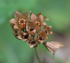 Primula veris