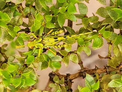 Bootettix argentatus