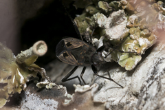 Rhyparochromus