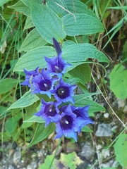 Gentiana asclepiadea