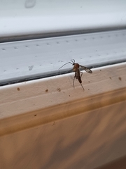 Sciaroidea