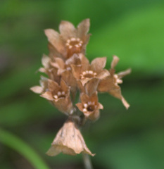 Primula veris