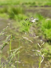 Poa pratensis