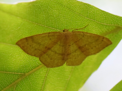 Cyclophora linearia
