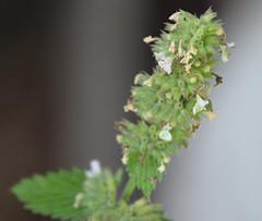 Nepeta