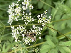Chaerophyllum aromaticum